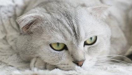 刚刚——黑料吃瓜最新地址黑料——夸张的点不在内容——而在评论区风向