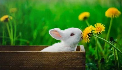 吃瓜入口:网红黑料:最被低估的避坑清单技巧:一眼识别到底是真是假?